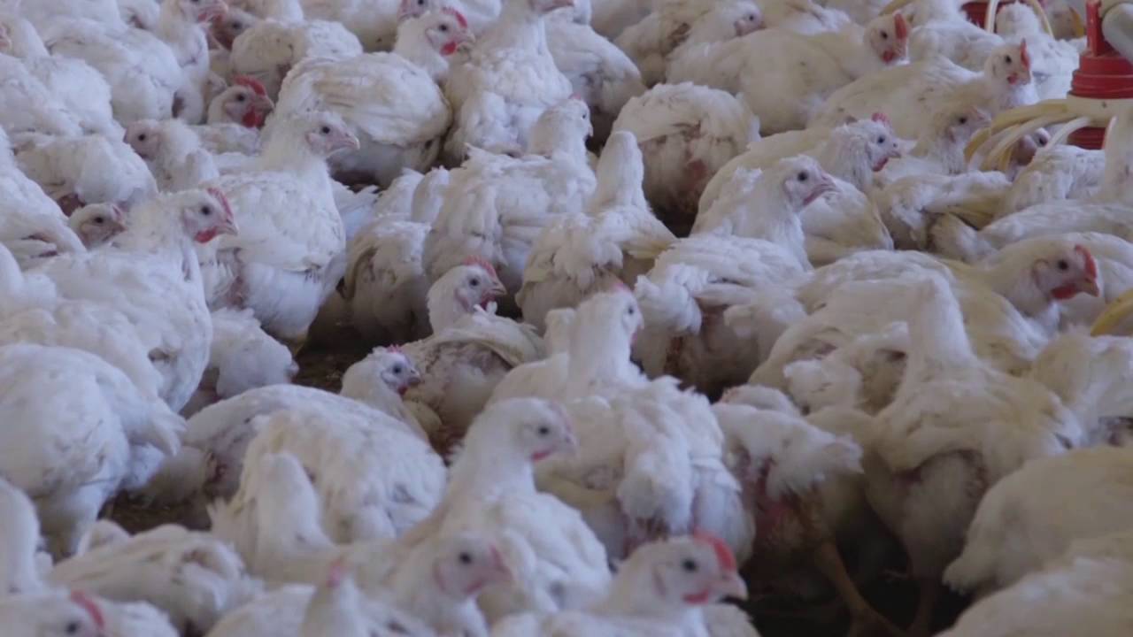 The Secret Suffering of Chickens: #ChangeForChickens