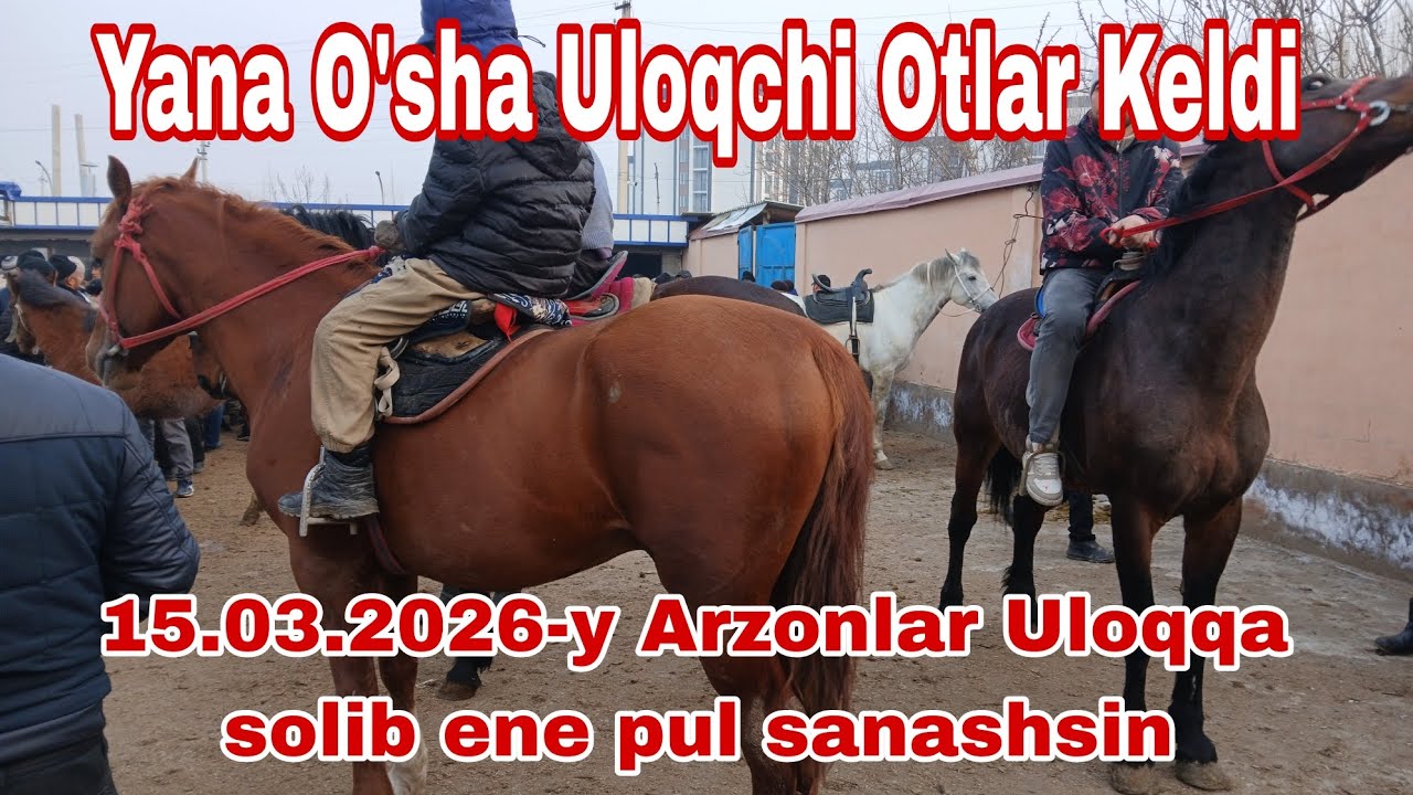 Uloqchi Otlar yana Arzonlashdi 15.03.2026