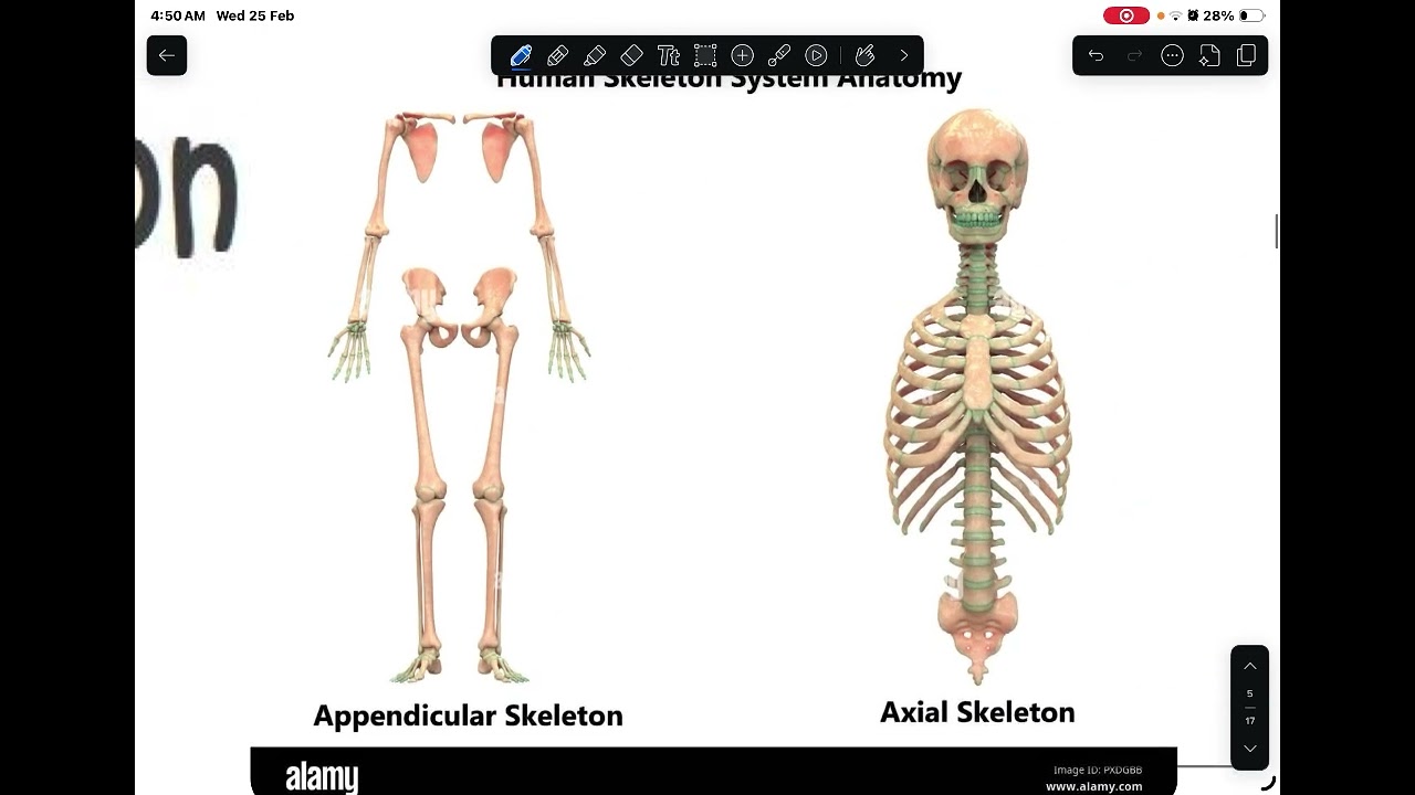 Bones || Anatomy L1 (2026)