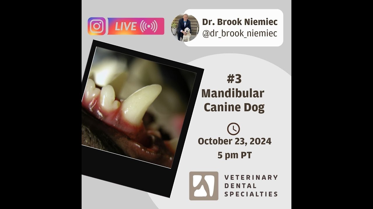 Dr Brook Niemiec: 5-part series: #3 MANDIBULAR CANINE in DOGS