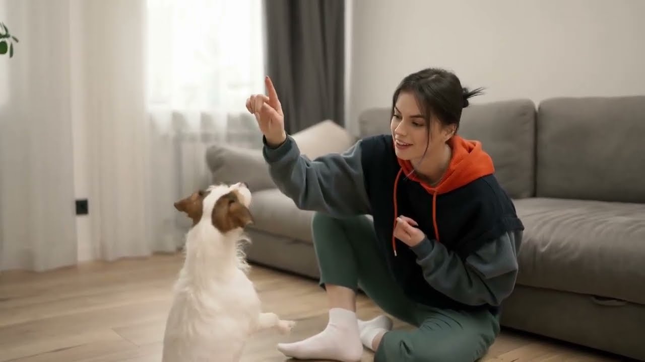 5 curiosità sul Jack Russell Terrier che ti sorprenderanno