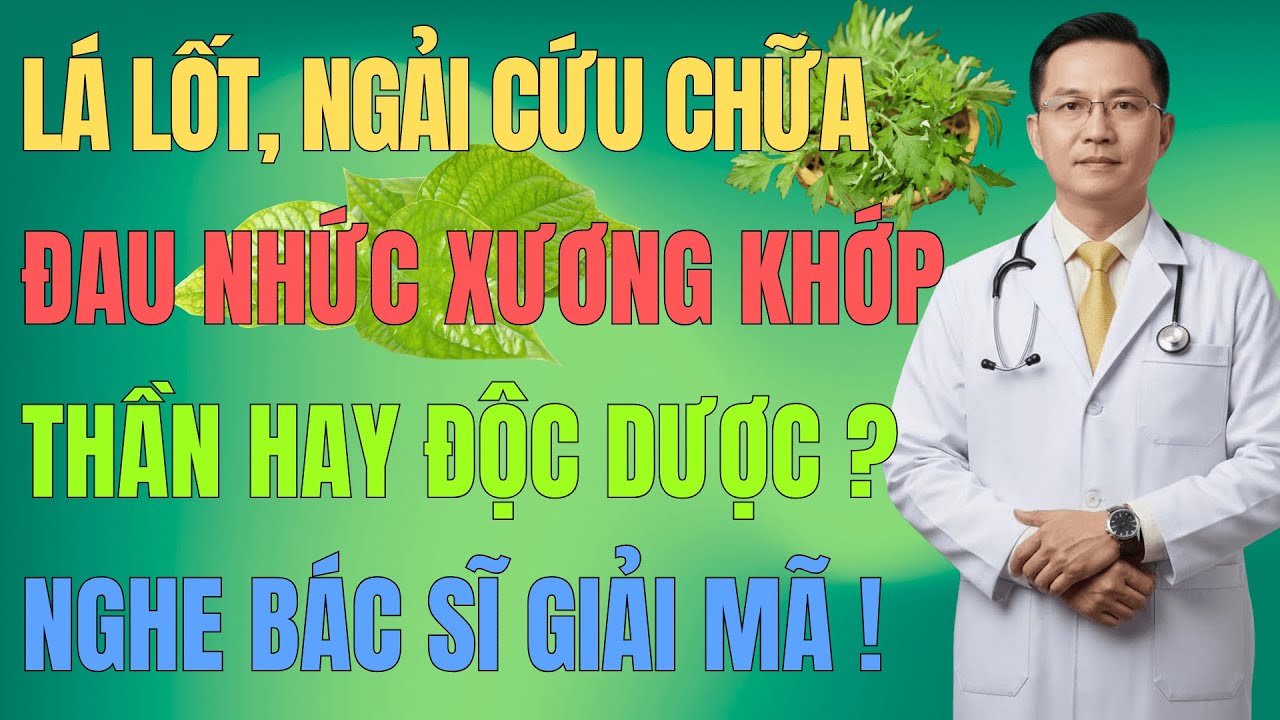 Tâm Tư Tuổi Vàng: Lá Lốt, Ngải Cứu Chữa Đau Xương Khớp - 