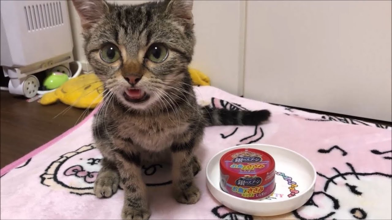 猫缶フレークがウマすぎて涙を浮かべる子猫ｗ