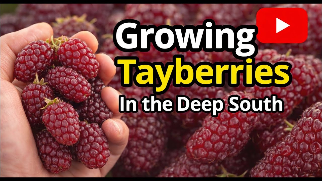 Growing Tayberries in the Deep South