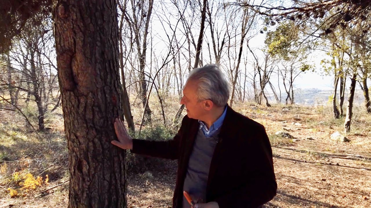 I benefici della corteccia del Pino Marittimo