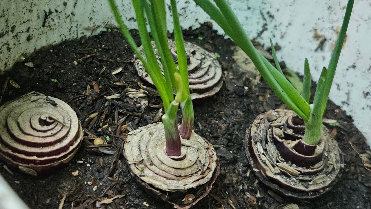 Planting and growing vegetables from groceries or kitchen - Onion, Garlic, Ginger, Potatoe