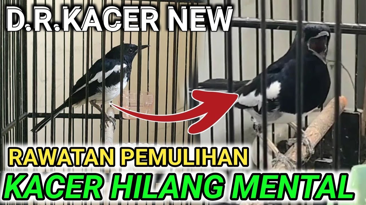 FULL- RAWATAN KACER HILANG MENTAL KACER TANGGUNG KITA KASIH RAWATAN BIAR DIA VIRAL