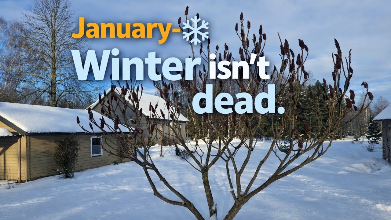 January Garden Tour - Why Winter Structure Matters More Than Flowers. Zone 4
