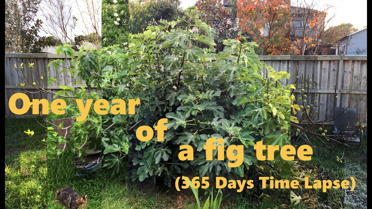 One year of a fig tree 365 days time-lapse