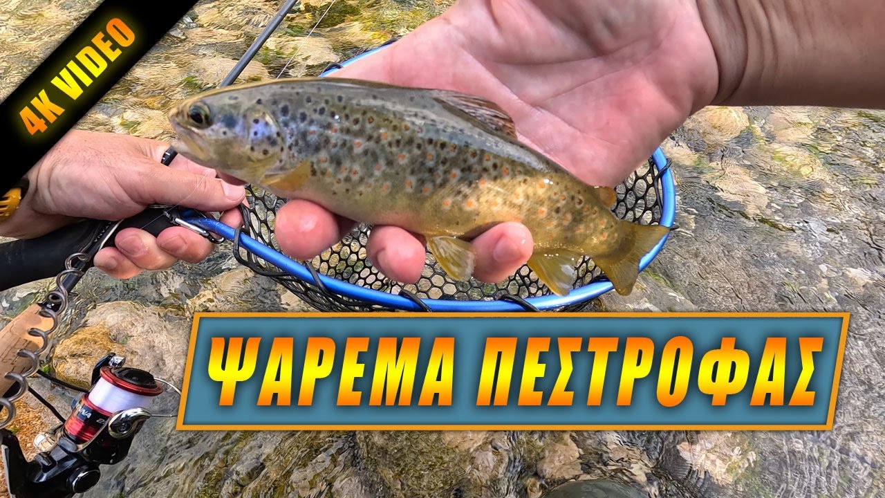 Πολλές πέστροφες σε ρηχά νερά | Ψάρεμα Πέστροφας με πεταλούδα | Only Trout Fishing