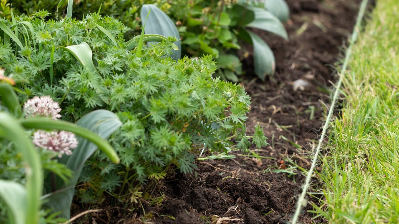 How to Edge Flowerbeds