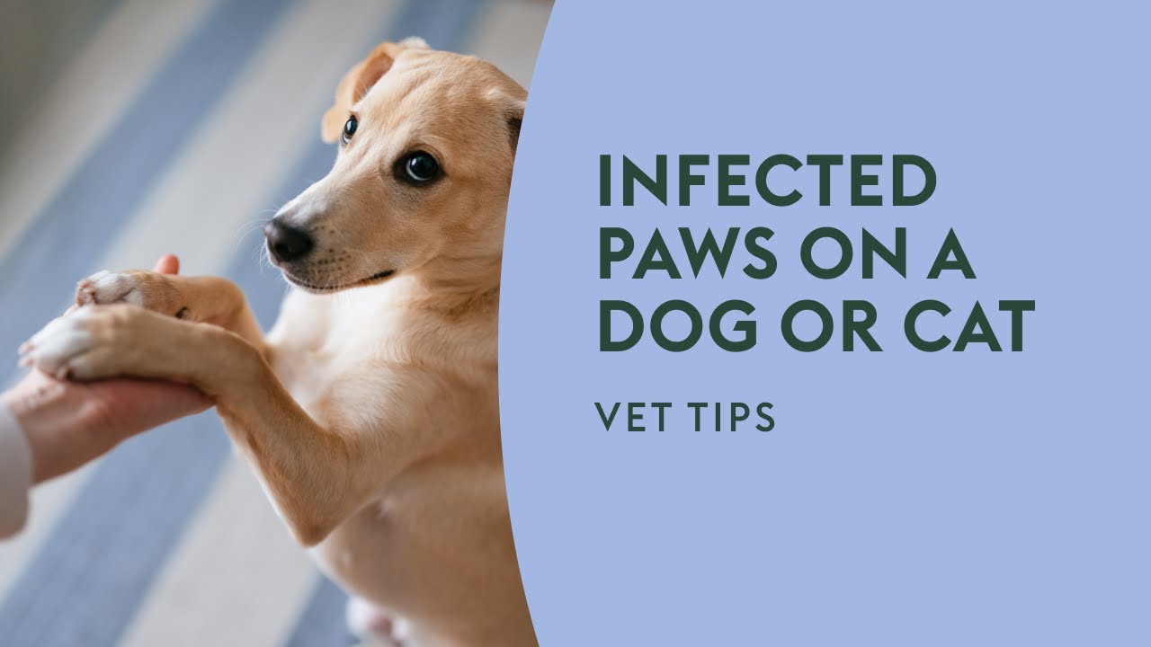 Infected Paws on a Dog or Cat &middot; Vet Tips