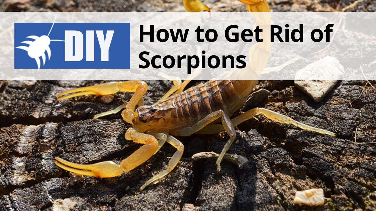 How to Get Rid of Scorpions | DoMyOwn.com