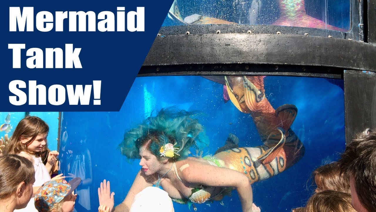 Mermaid Tank Show! The Perth Mermaids Guest Perform in the Fringe World Mermaid Tank