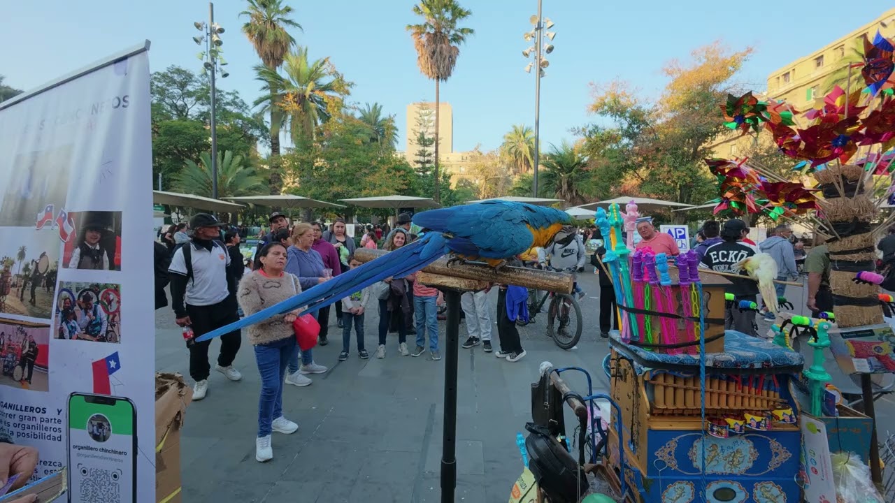 GUACAMAYO CHILENO 
