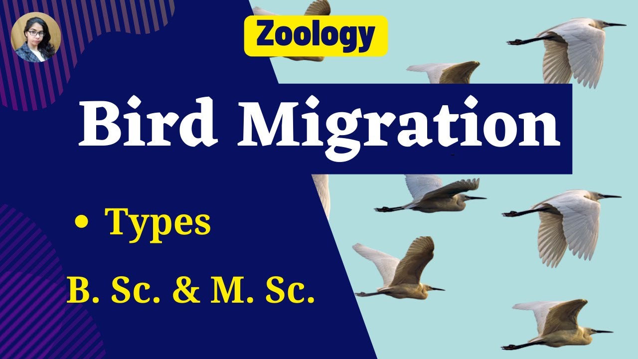 Bird Migration in Hindi II B. Sc. & M. Sc. II Zoology