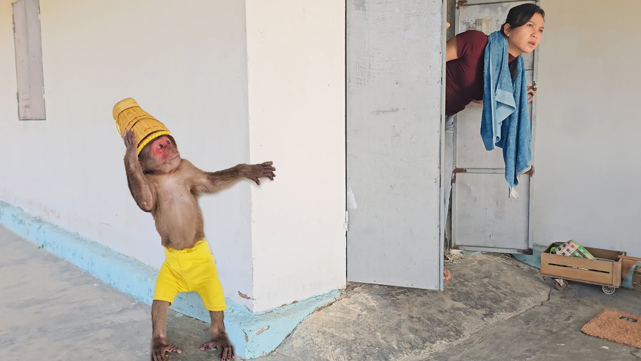 Funniest Compilation Video! Monkey SU and His Cute Troubles