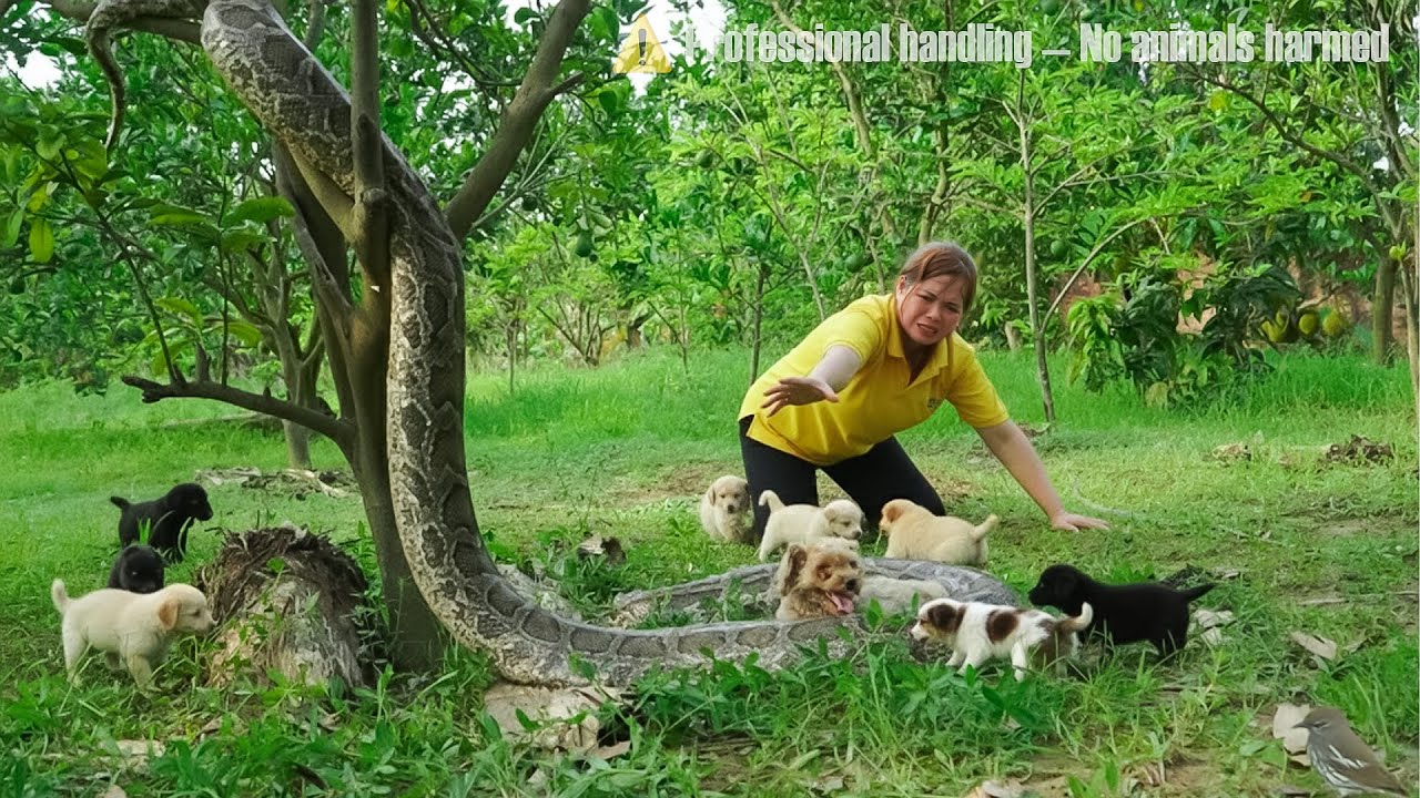 72-hour rescue of beloved dog from giant python on farm - was the trap set to catch it successful?