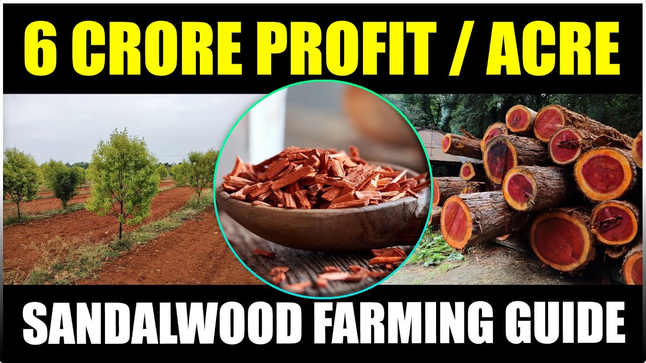 Sandalwood Farming - Complete Guide
