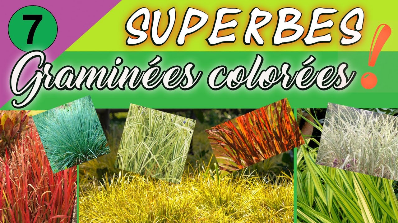 Superbes graminées colorées et idées pour les utiliser !