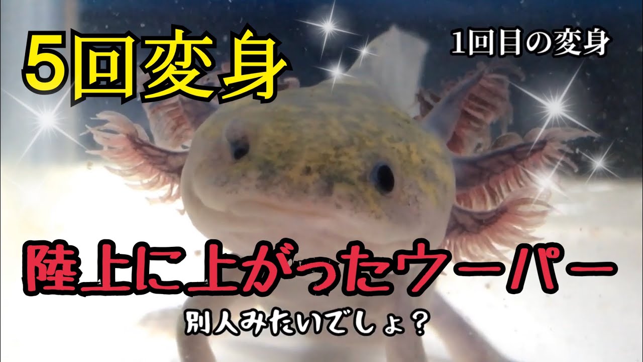 ⚠️閲覧注意【5回の変身！】最終形態へ(ウーパールーパーひとみ変身姿)