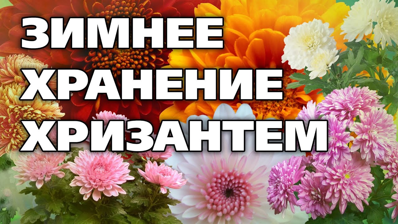 КАК ПРАВИЛЬНО ХРАНИТЬ ХРИЗАНТЕМЫ. Хризантемы мультифлора Все об их хранении зимой