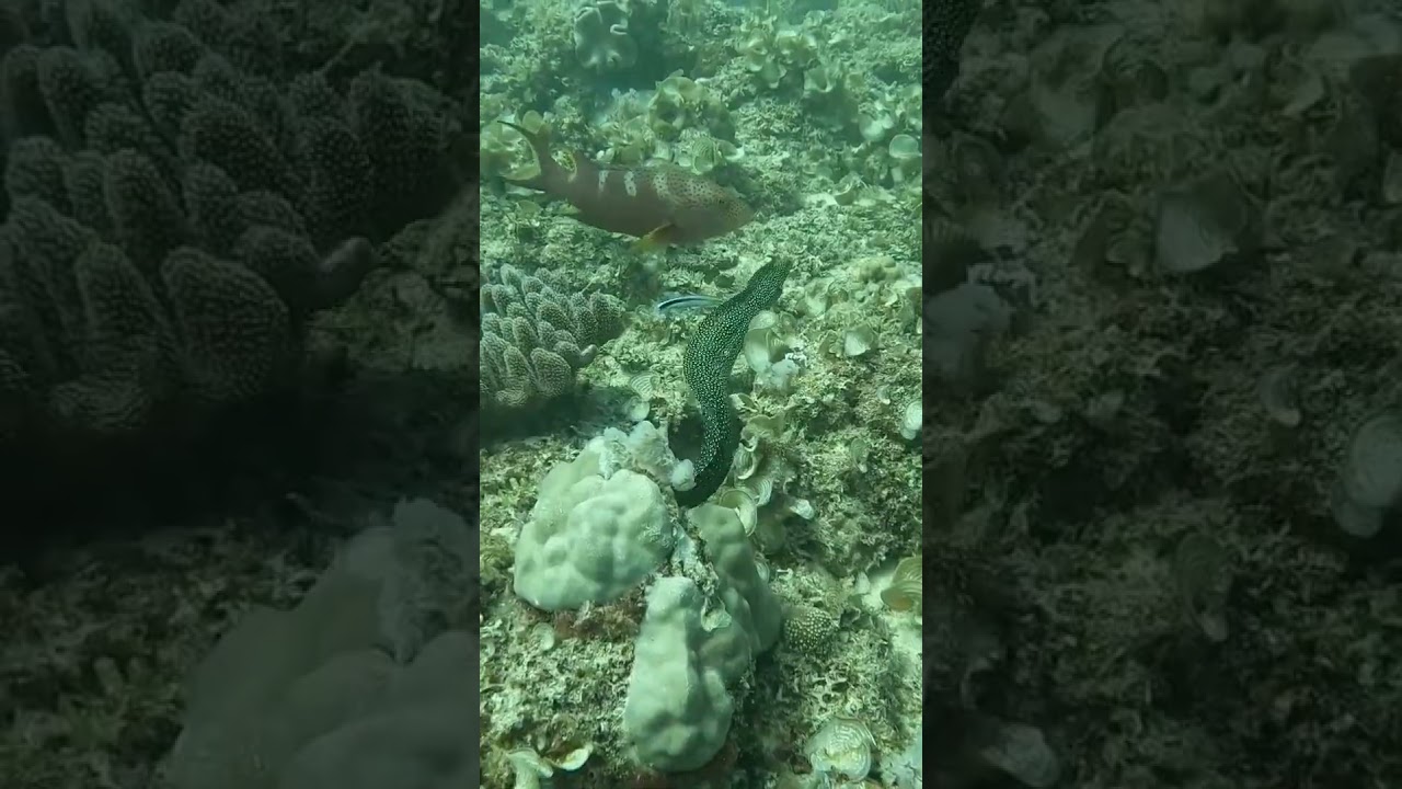 Sabre tooth Blenny torments the speckled moray who leaves at speed