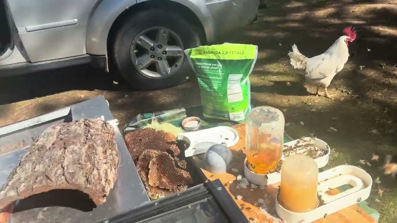 Refilling the feed before I go to work