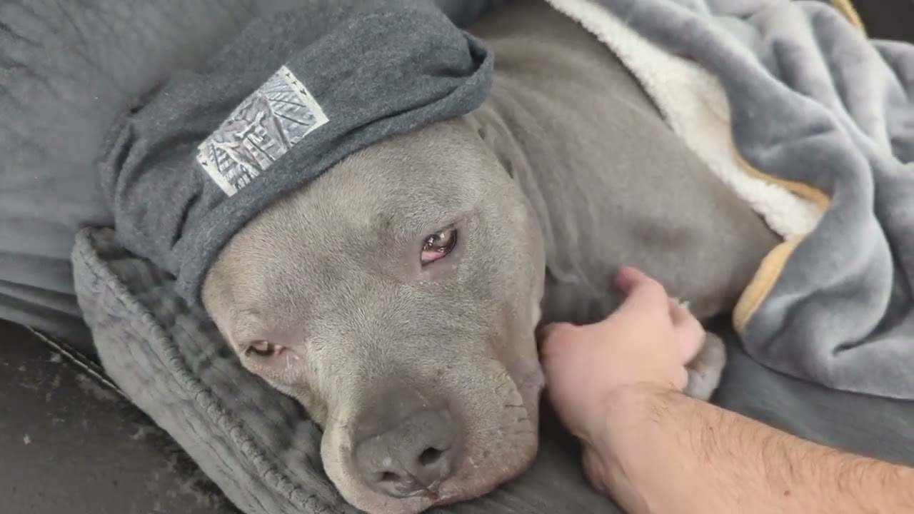 The Most Adorable Pitbull Living His Best Life!! 💞✨