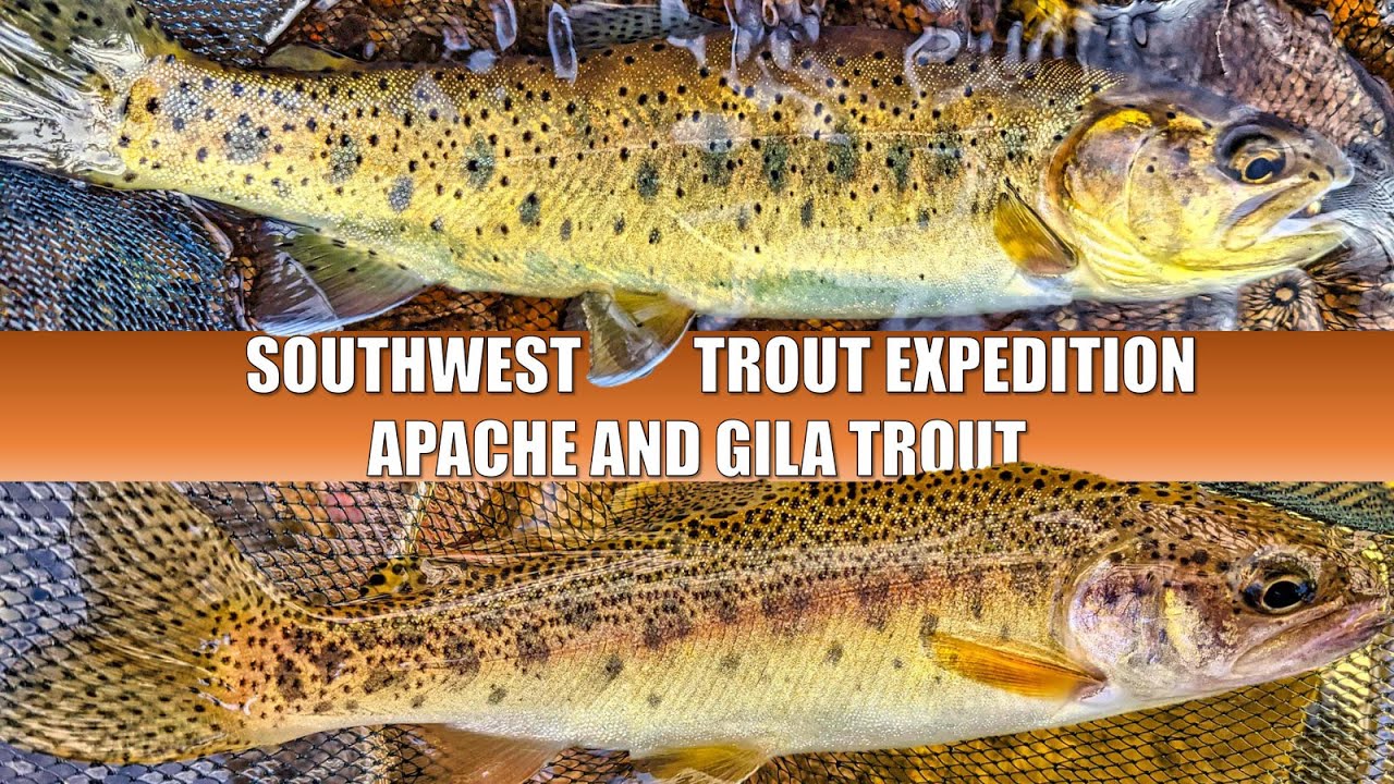 Apache and Gila Trout Fishing: Southwest Trout Expedition