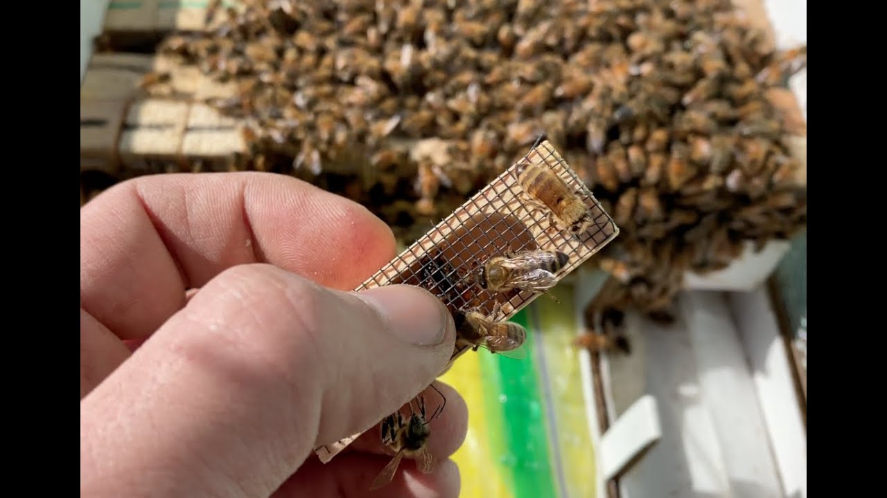 Almond Pollination: Splitting Bees Part 3 (Adding Queens)