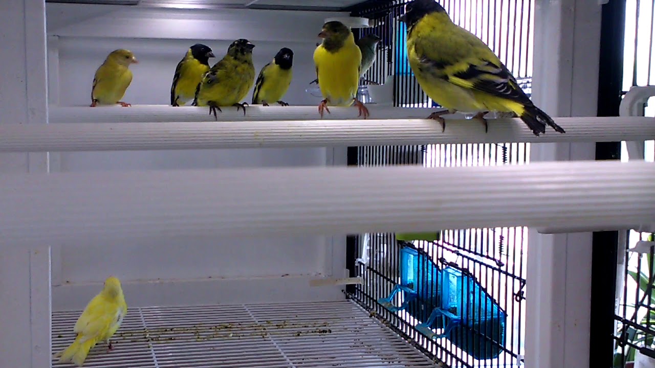 Cabecita Negra, Carduelis Magellanica,  Magellanzeisig, Lucherino Testa Nera