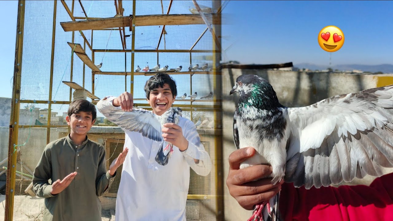 Itna Pyara Kabootar Pakar Liya 😍🕊️