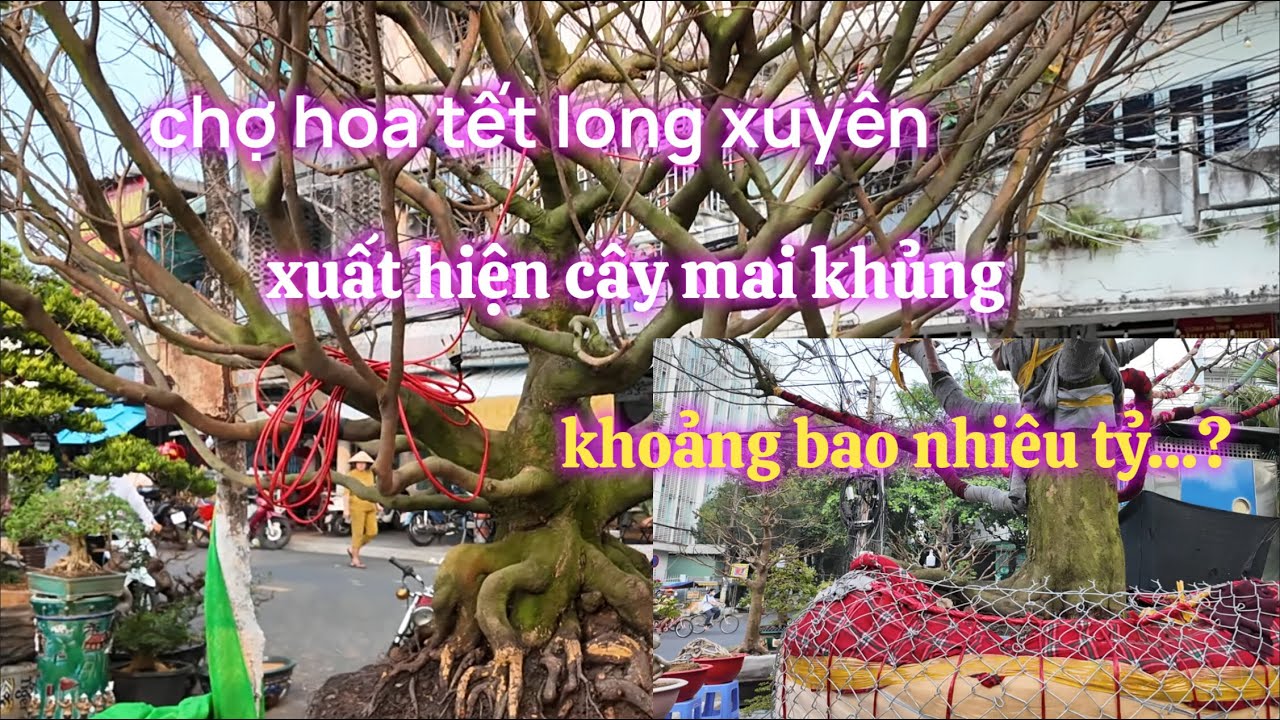 Xôn Xao - Chợ Hoa Xuân Long Xuyên 2026 Xuất Hiện Cây Mai Cực Khủng