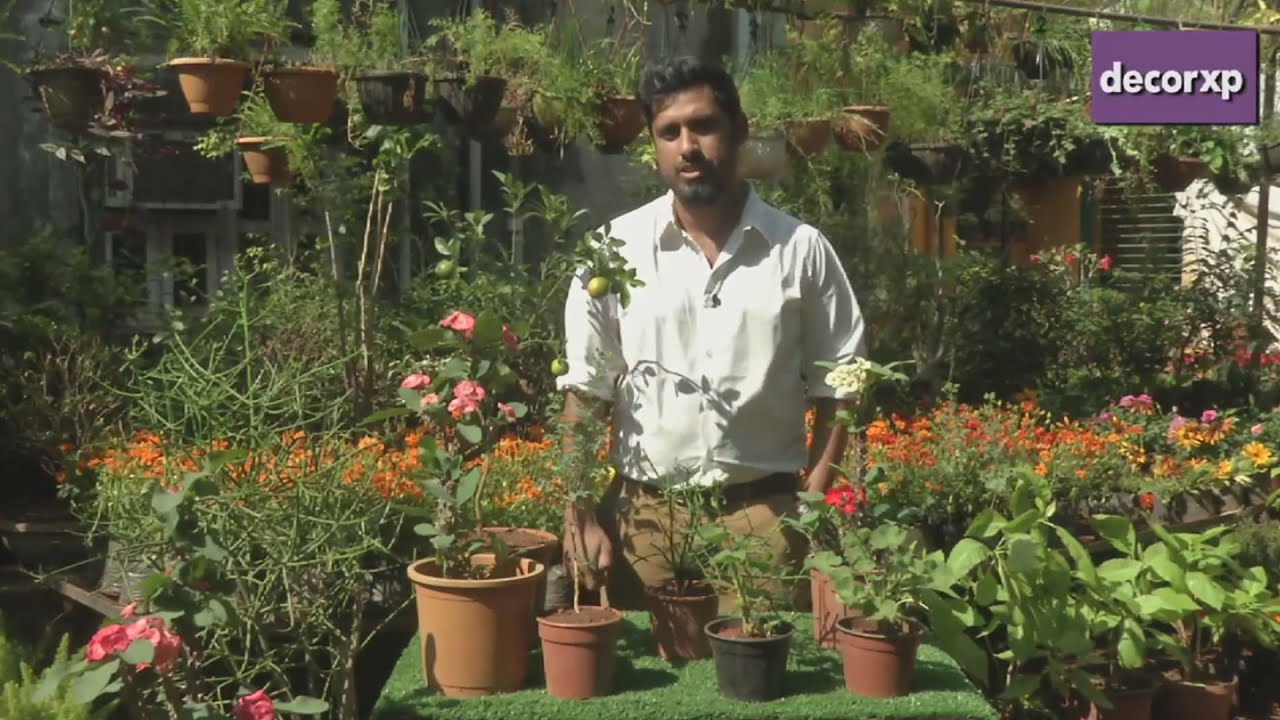 Insect Repellent Plants