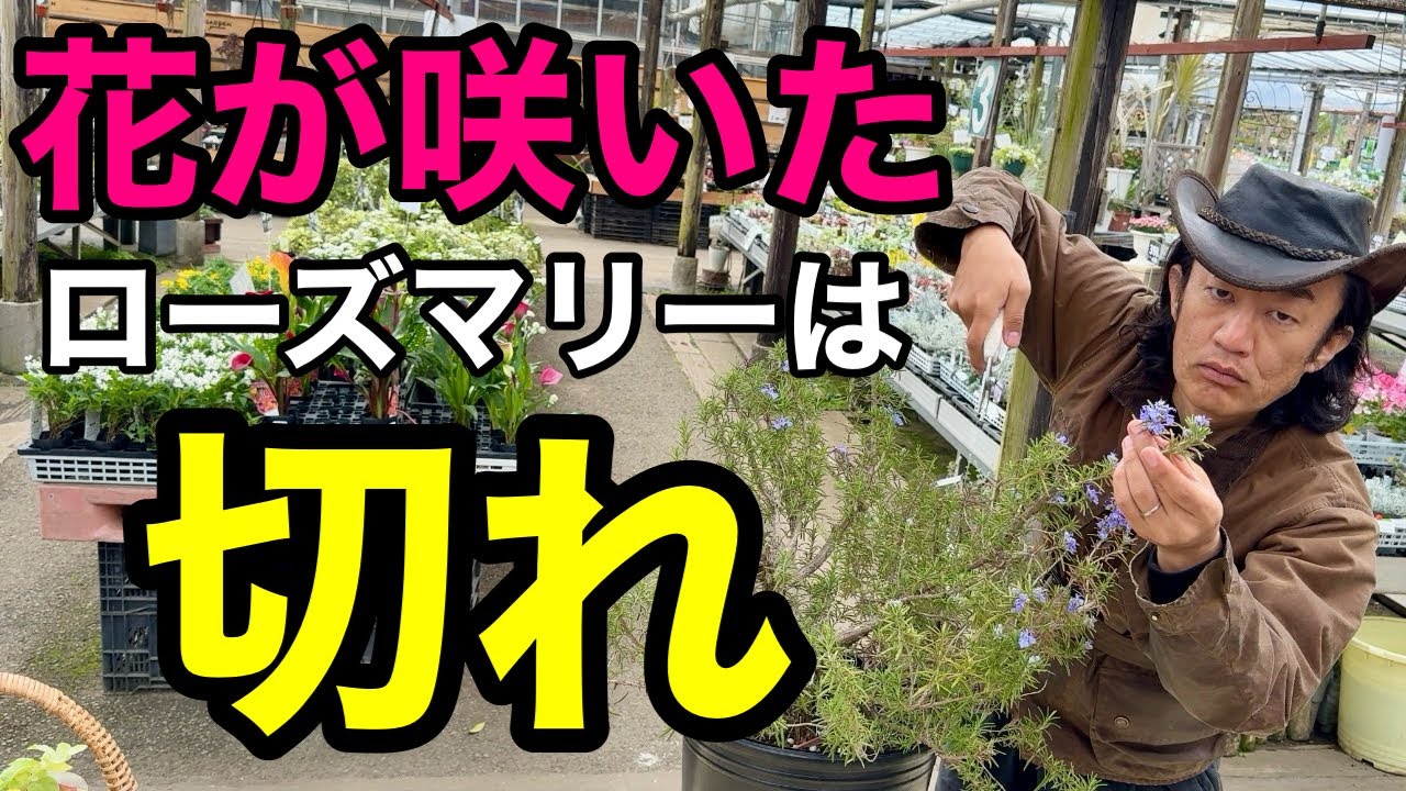 【寿命を伸ばす】ローズマリーの花後の剪定方法教えます。【園芸】【ガーデニング】【初心者】