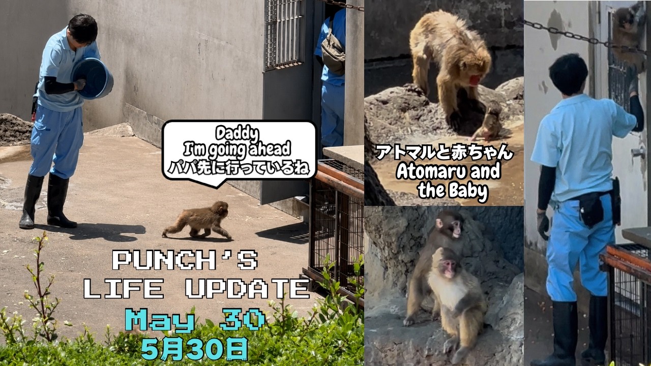 🐒 May 30 |Dad Was Distracted... Punch Went Straight Inside! 🙉UPDATE