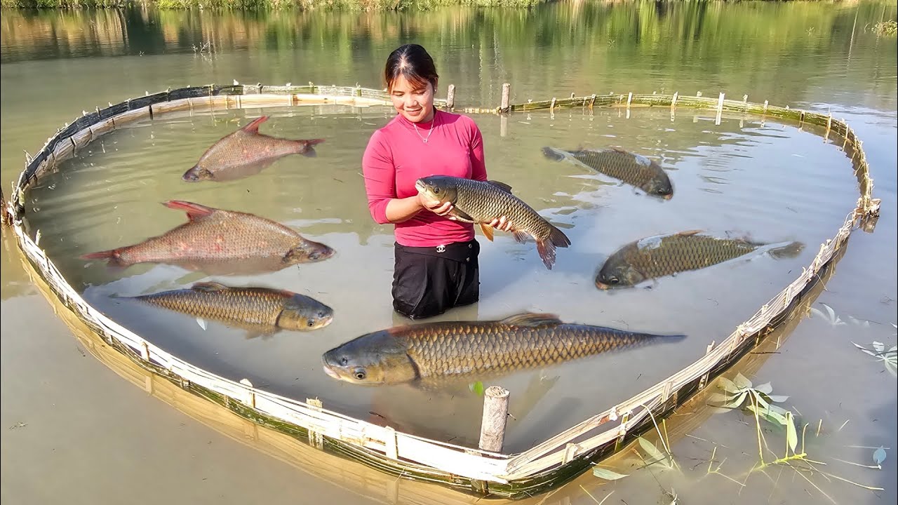 A girl's unique way of trapping fish with a bamboo fence on the lake.