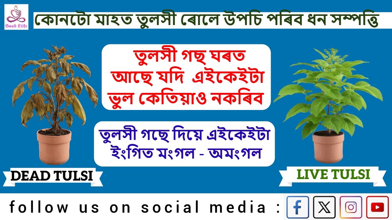 ঘৰত তুলসী গছ কোনটো মাহ, দিন আৰু দিশত ৰোপণ কৰিব | TULSI PLANT- DOs AND DON'Ts