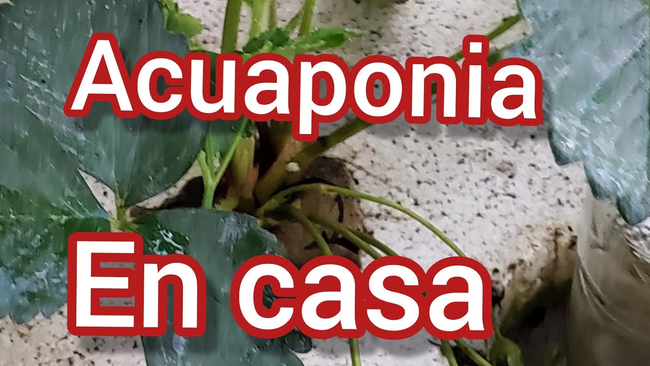 ✅ Como hacer un bio filtro para acuaponia e hidroponia