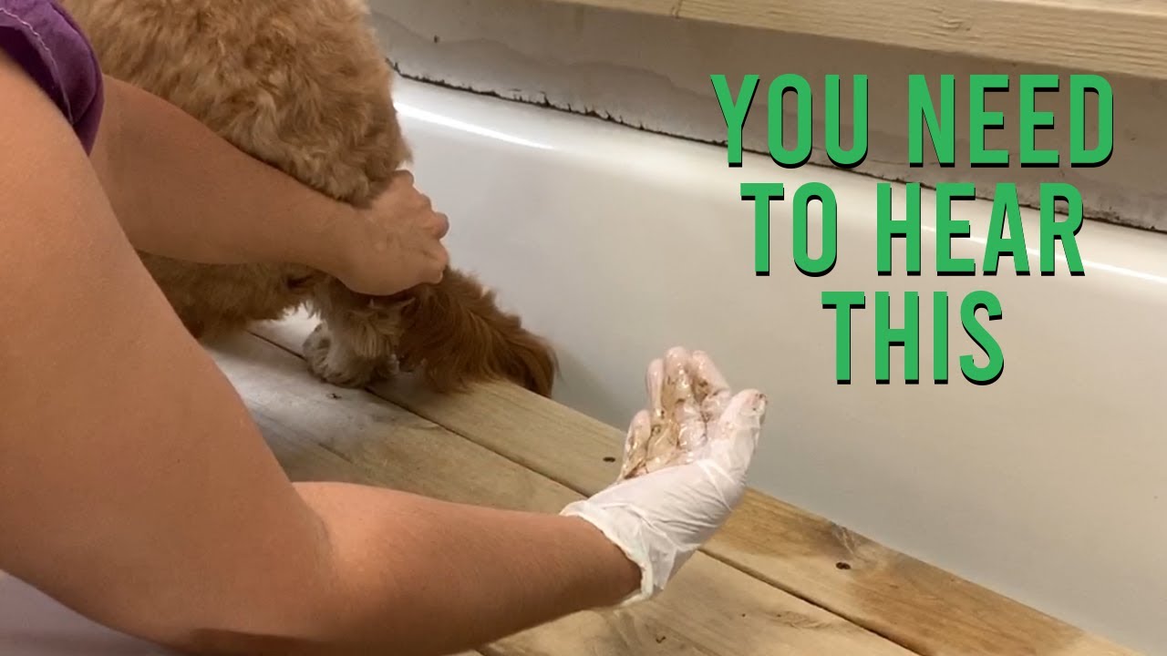 Goldendoodle Gland Talk