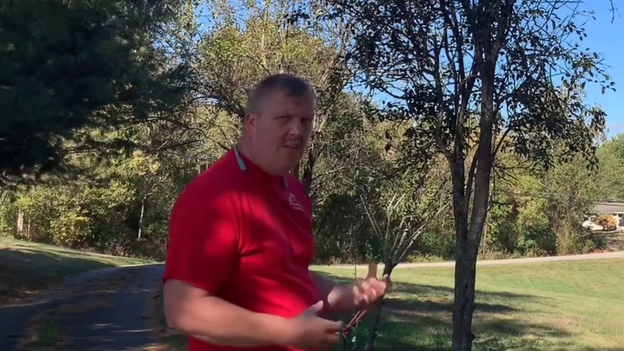 The Best Way To Install Christmas Lights On A 30’ Tree 🌲 From Ground!