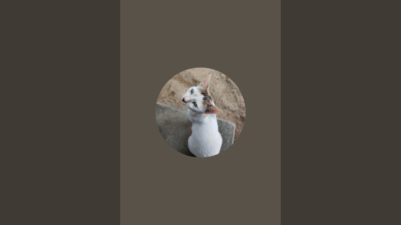 travel and animals is live!
