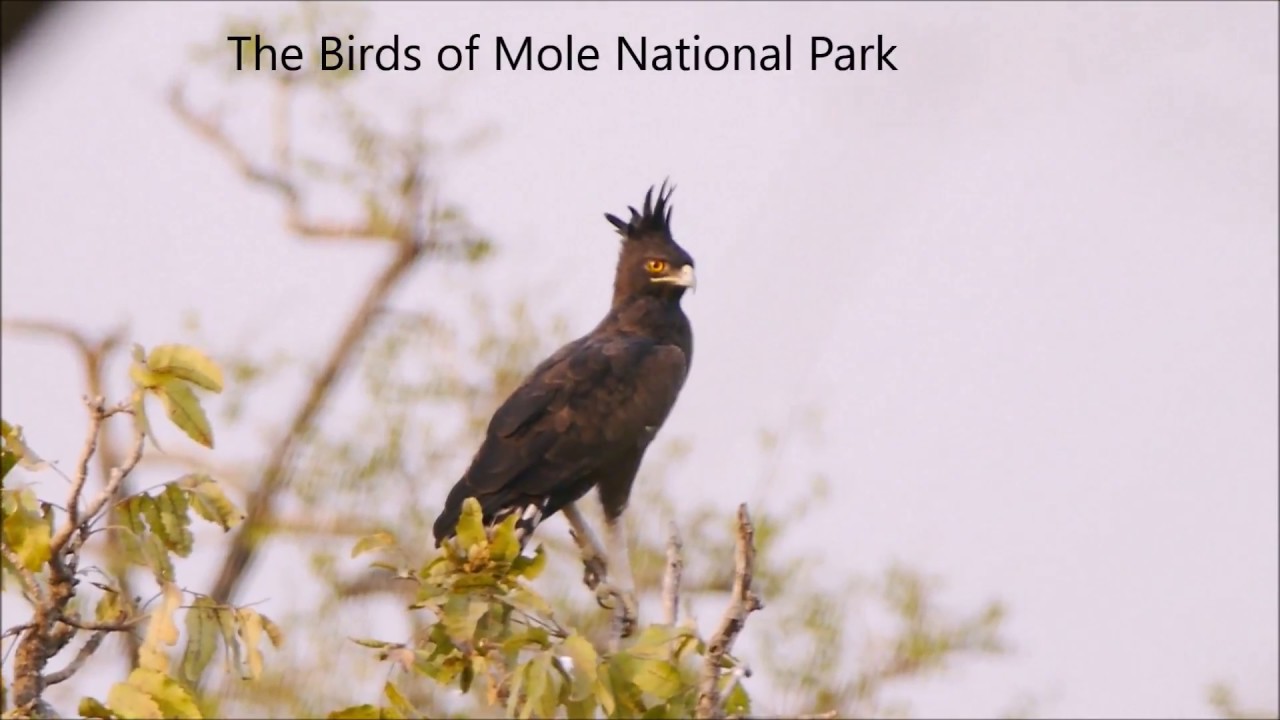 Birds of Mole National Park