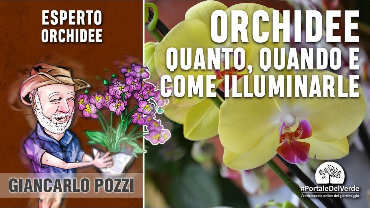 Quanta luce serve alle orchidee? Come si possono illuminare?