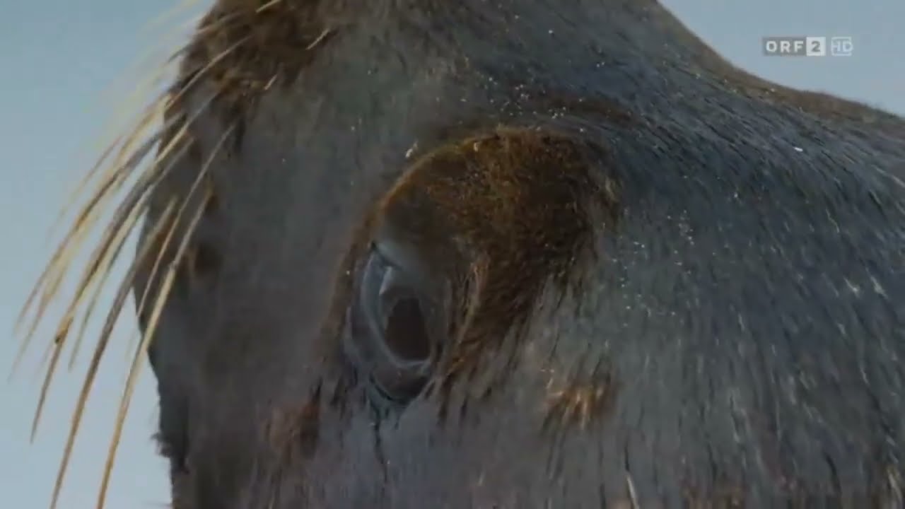 ORF 2 [HD] Universum - Wildes Argentinien - Gef&auml;hrliche K&uuml;ste Teil 1 27. Juni 2023