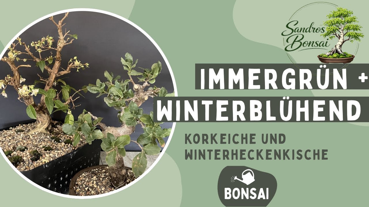 Rückschnitt und seine Wirkung auf Korkeiche & Winterheckenkirsche
