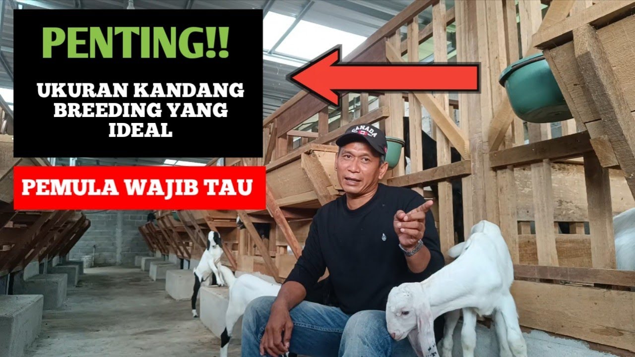 Ukuran kandang kambing untuk breeding!! | Pemula wajib tau!!