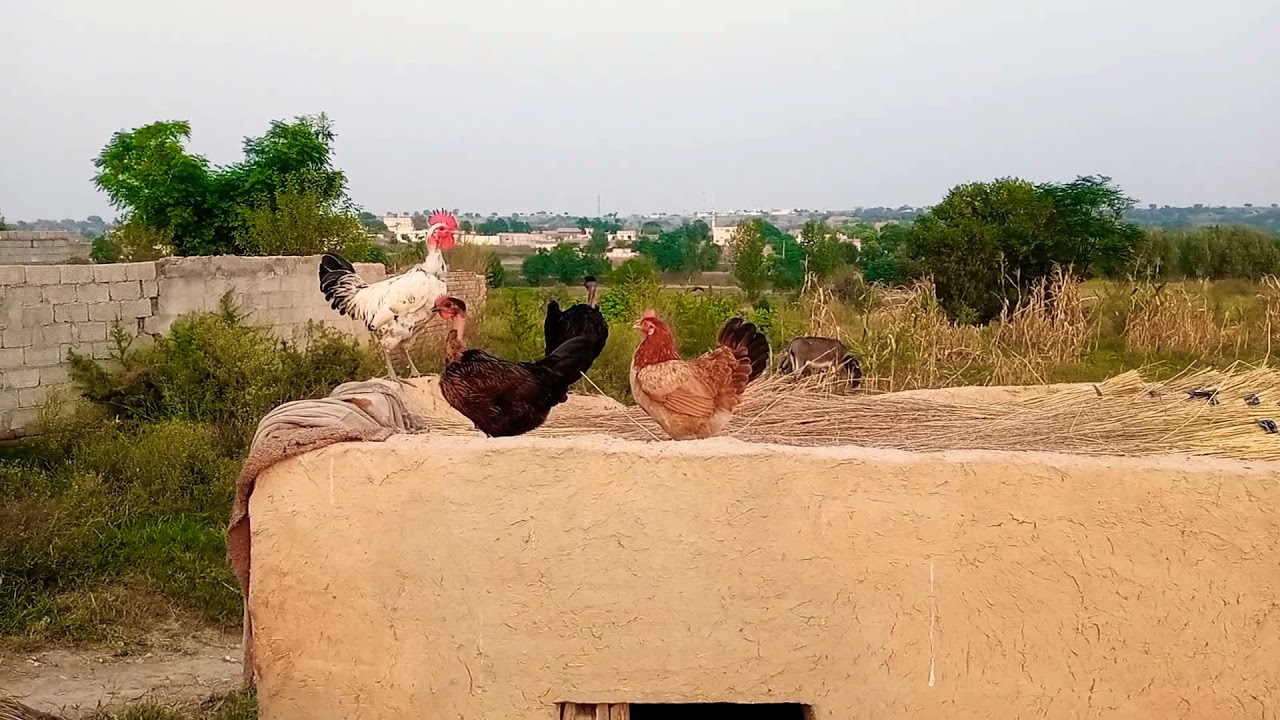 Pothwari Vlog | Pothwar Farming