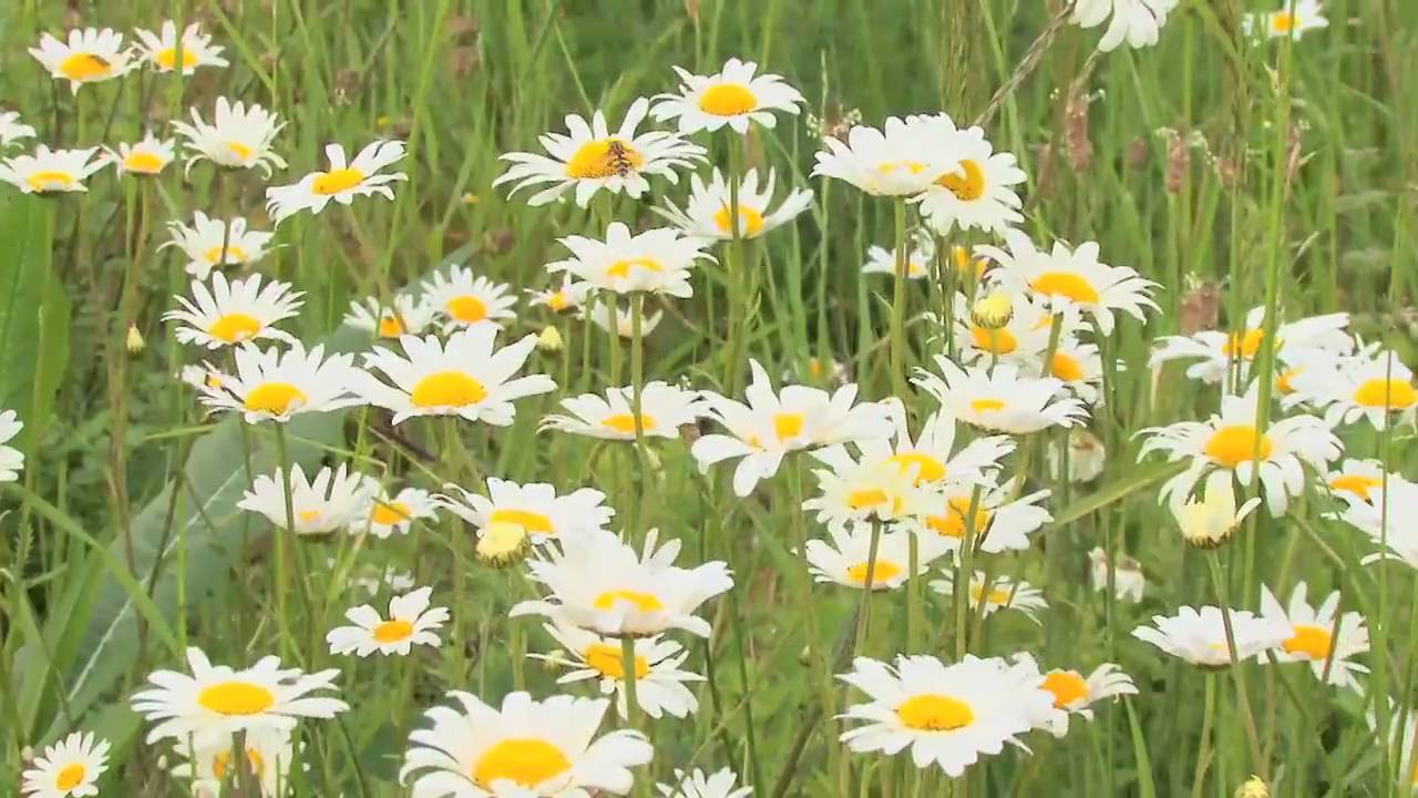 Sue Everett - Making Meadows - Part One